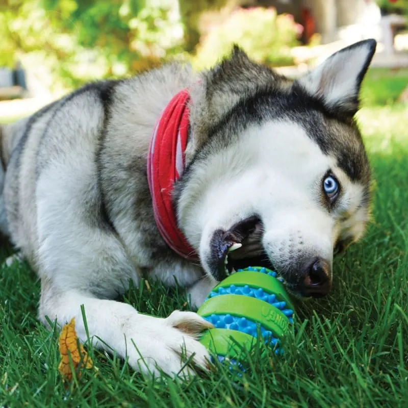 [20% OFF] KONG Squeezz Goomz Football Dog Toy (2 Sizes)
