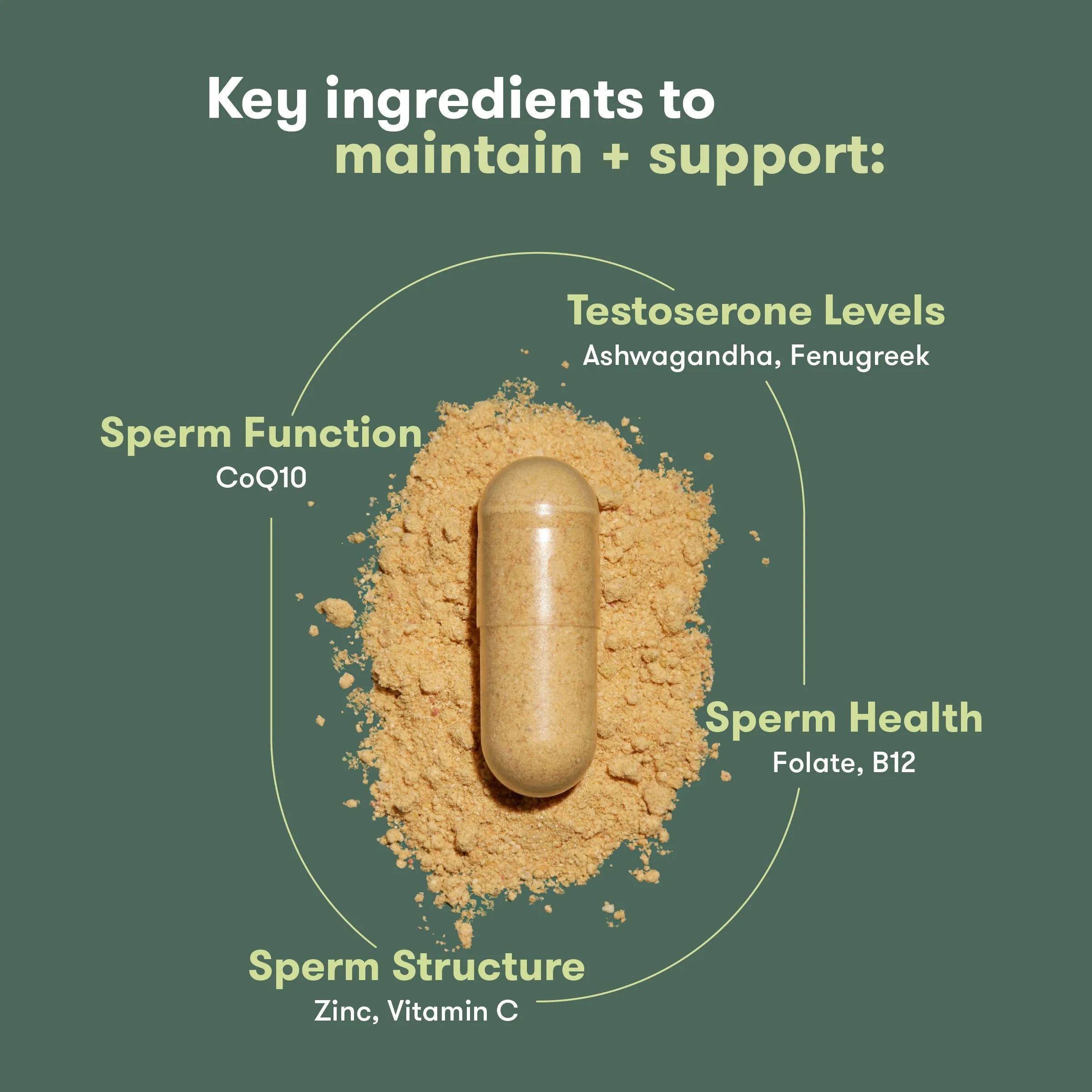 Male Pre-Conception Supplements